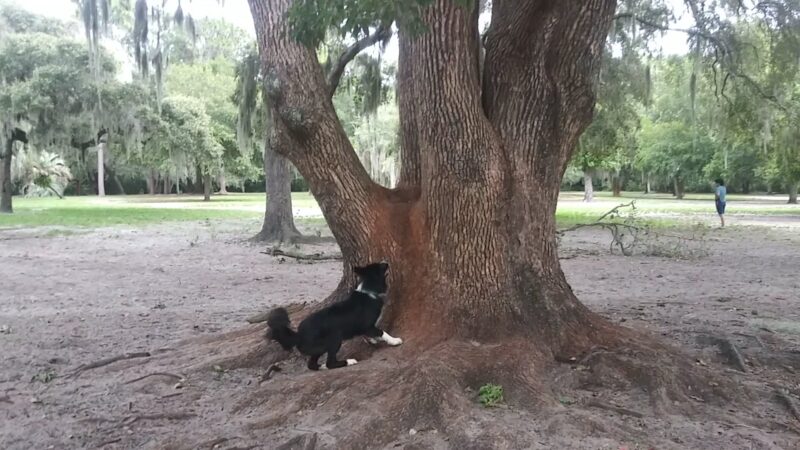 Lake Baldwin dog Park - Winter Park, FL