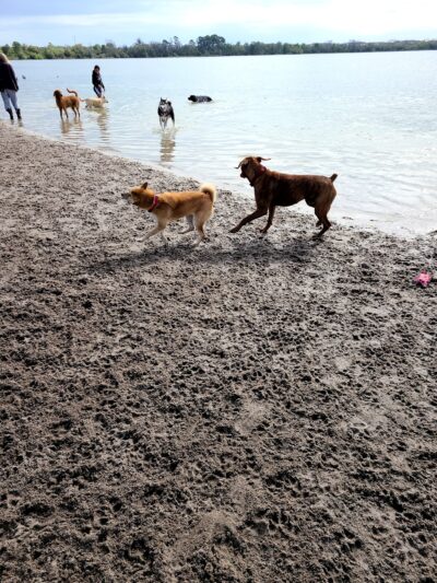 Lake Baldwin dog Park - Winter Park, FL