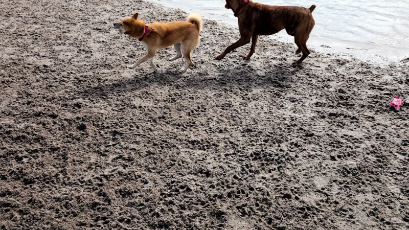 Lake Baldwin dog Park - Winter Park, FL