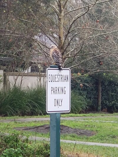 Black Hammock Trailhead Vitacourse 2000 - Winter Springs, FL