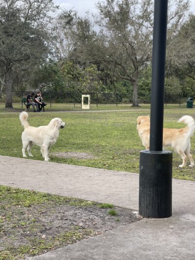 Hound Ground - Winter Springs, FL