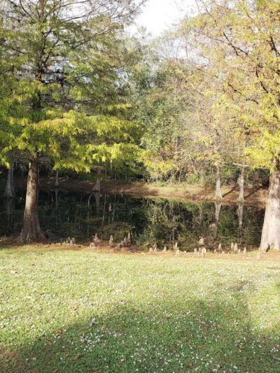 Winding Hollow Park - Winter Springs, FL