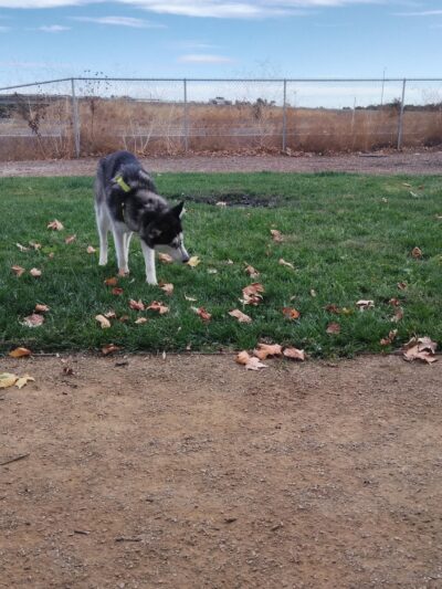 Willow Canal Dog Park - Winters, CA