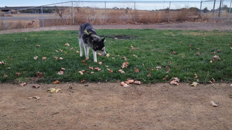 Willow Canal Dog Park - Winters, CA
