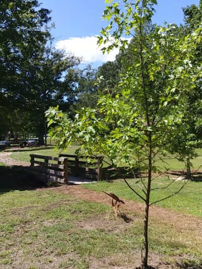 Pittard Park - Winterville, GA