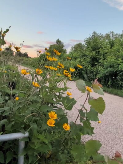 Spring Bluff Forest Preserve - Winthrop Harbor, IL