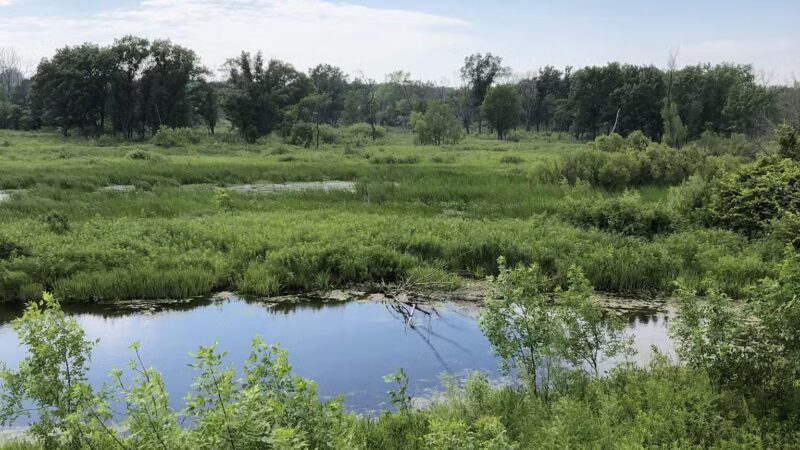 Spring Bluff Forest Preserve - Winthrop Harbor, IL