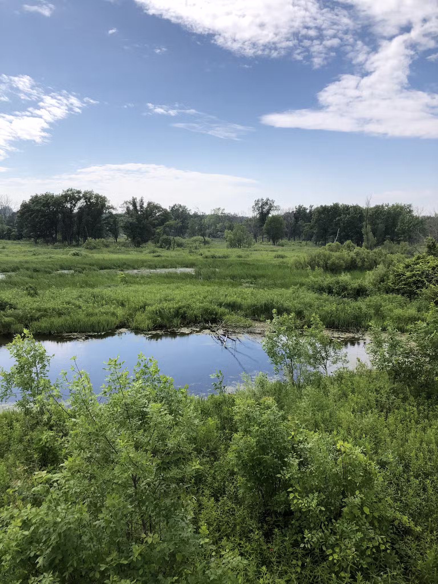 Spring Bluff Forest Preserve - Winthrop Harbor, IL