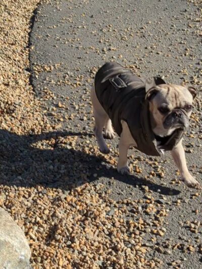 Woburn Dog Park - Woburn, MA