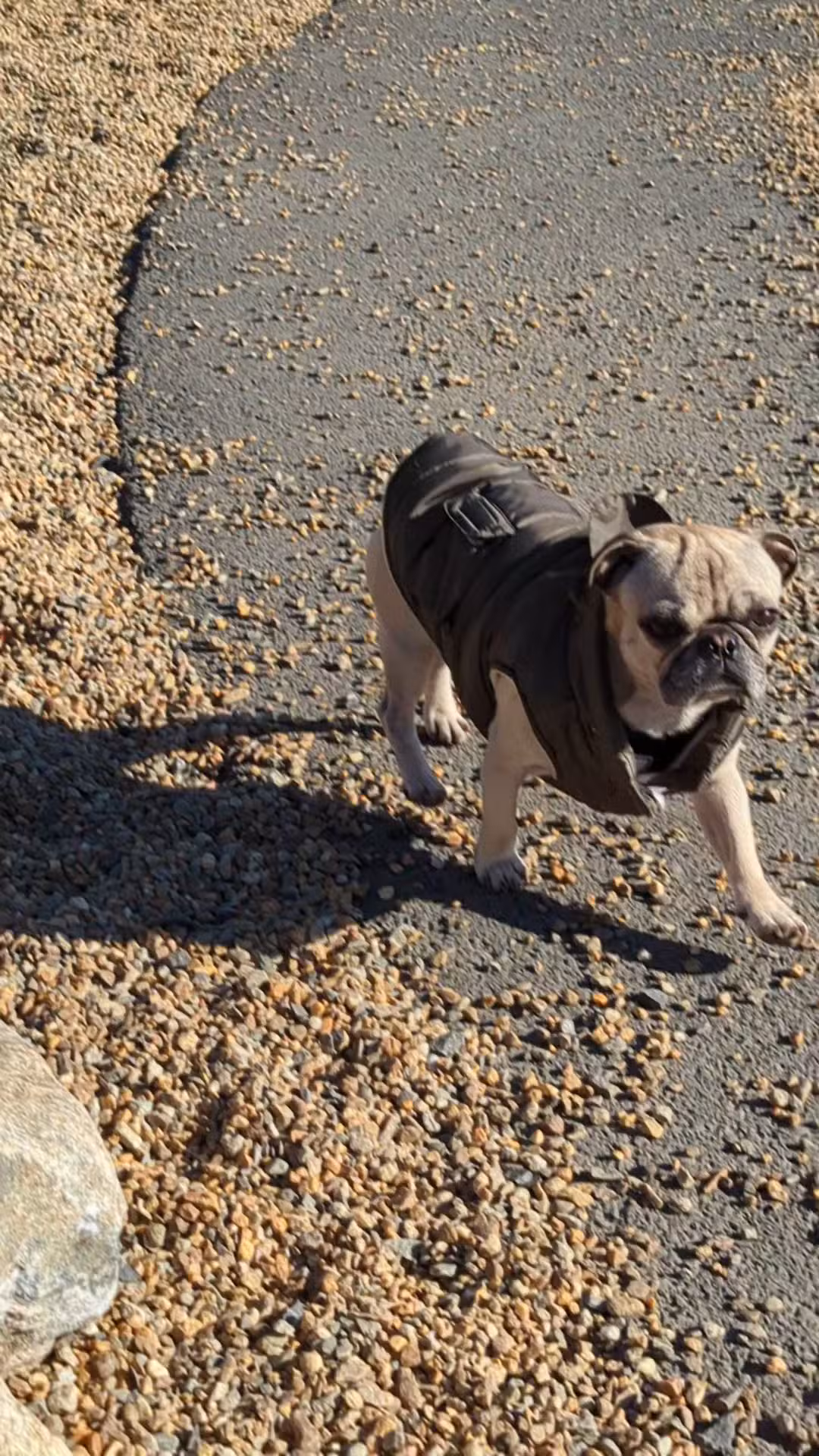 Woburn Dog Park - Woburn, MA