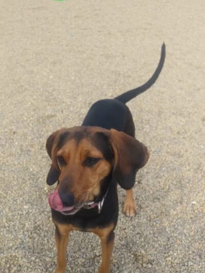 Woburn Dog Park - Woburn, MA