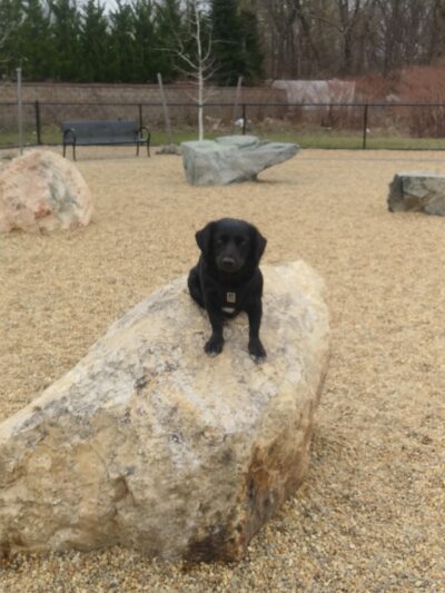 Woburn Dog Park - Woburn, MA