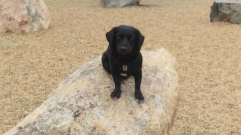 Woburn Dog Park - Woburn, MA