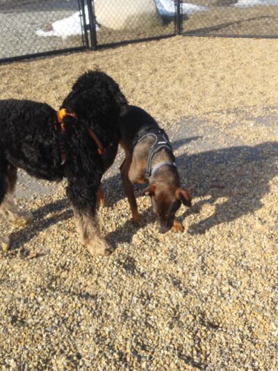 Woburn Dog Park - Woburn, MA
