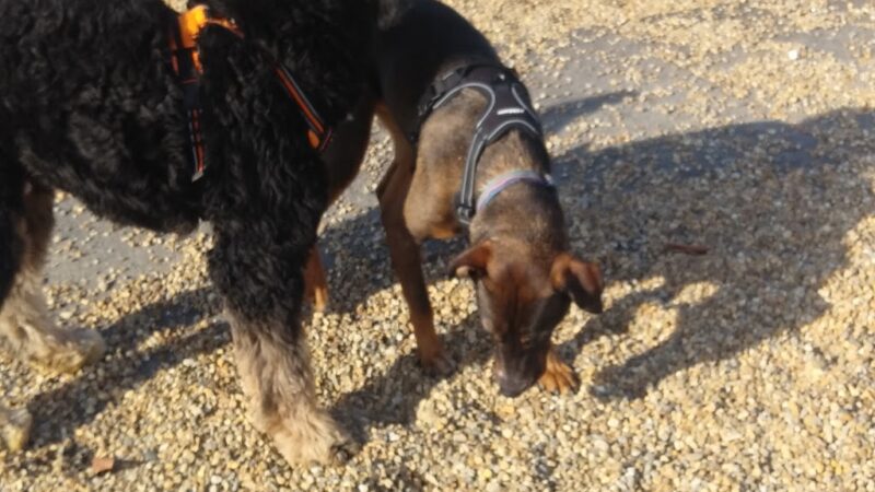 Woburn Dog Park - Woburn, MA