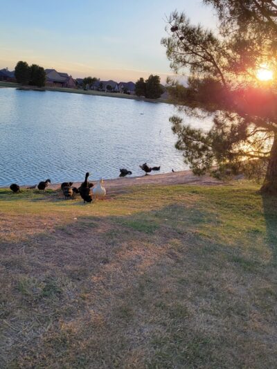 Preston Manor Private Dog Park - Wolfforth, TX