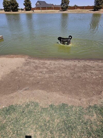 Preston Manor Private Dog Park - Wolfforth, TX