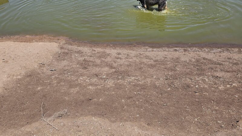Preston Manor Private Dog Park - Wolfforth, TX