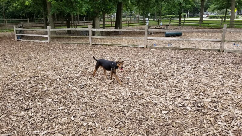 The Woodlands at White Oaks Park - Wood Dale, IL