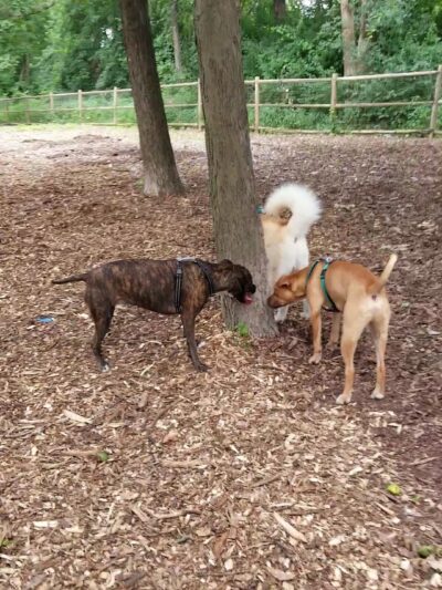 The Woodlands at White Oaks Park - Wood Dale, IL