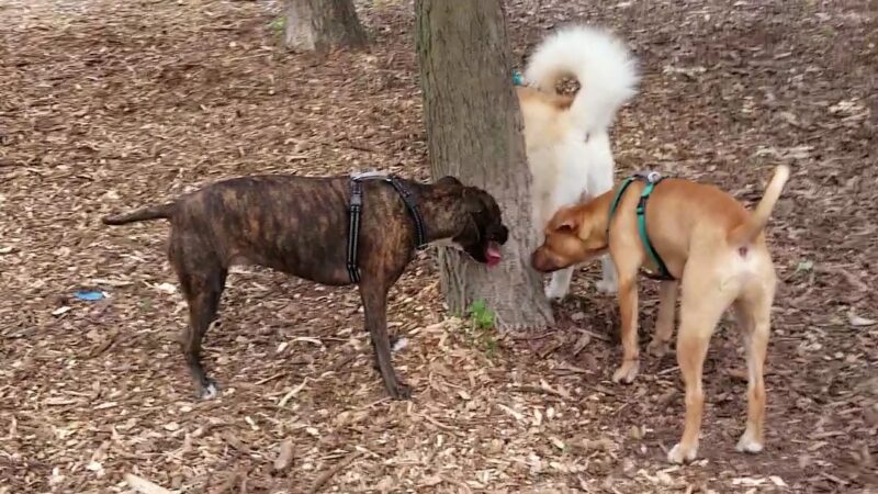 The Woodlands at White Oaks Park - Wood Dale, IL