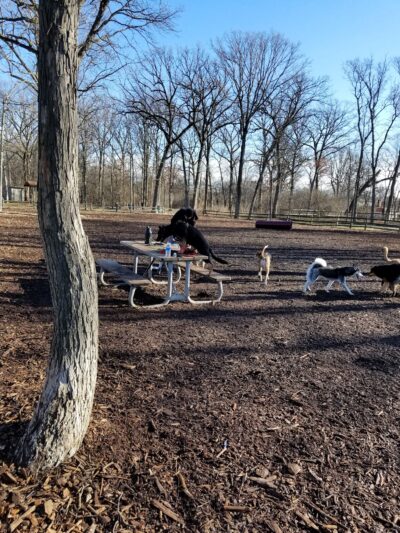 The Woodlands at White Oaks Park - Wood Dale, IL