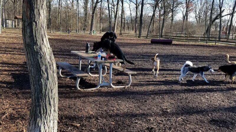 The Woodlands at White Oaks Park - Wood Dale, IL