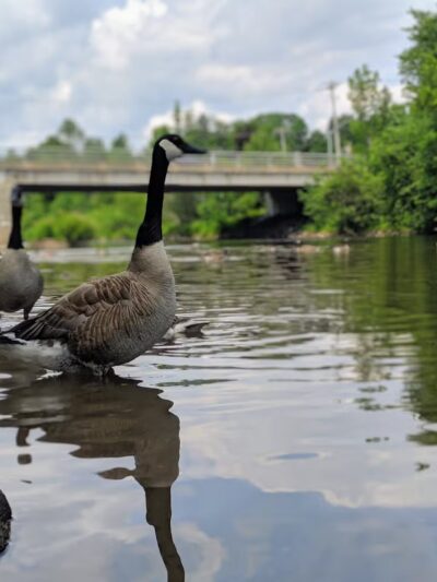 Marie's Park - Woodbourne, NY