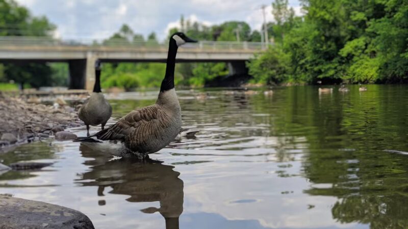 Marie's Park - Woodbourne, NY