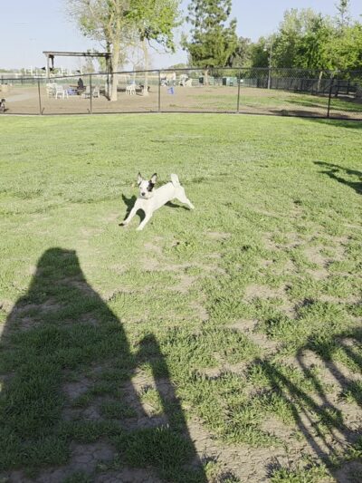 Woodland Off Leash Dog Park - Woodland, CA