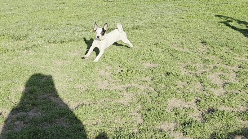 Woodland Off Leash Dog Park - Woodland, CA