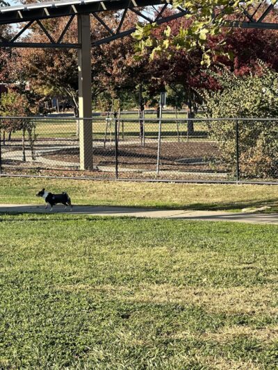 Woodland Off Leash Dog Park - Woodland, CA