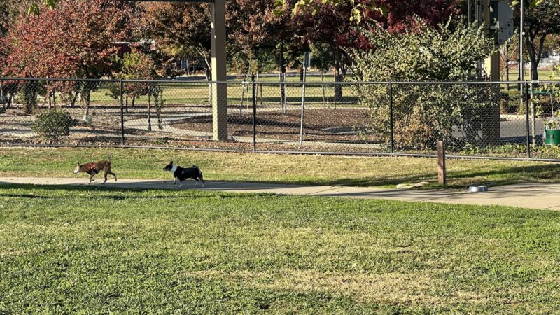 Woodland Off Leash Dog Park - Woodland, CA