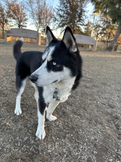 Woodland Off Leash Dog Park - Woodland, CA