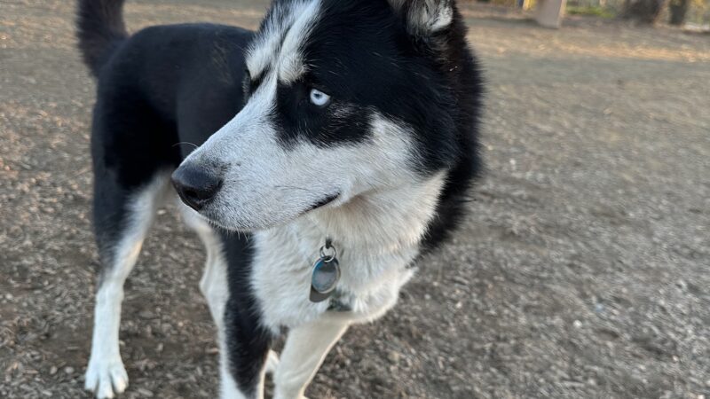 Woodland Off Leash Dog Park - Woodland, CA