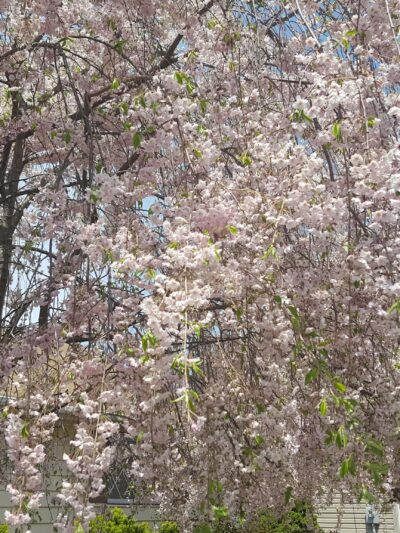 Diane Grimes Park - Woodland Park, NJ