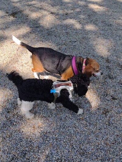 Dog Park at Rifle Camp Park - Woodland Park, NJ