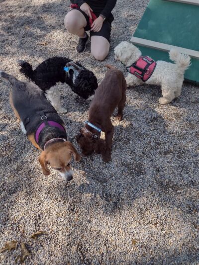 Dog Park at Rifle Camp Park - Woodland Park, NJ