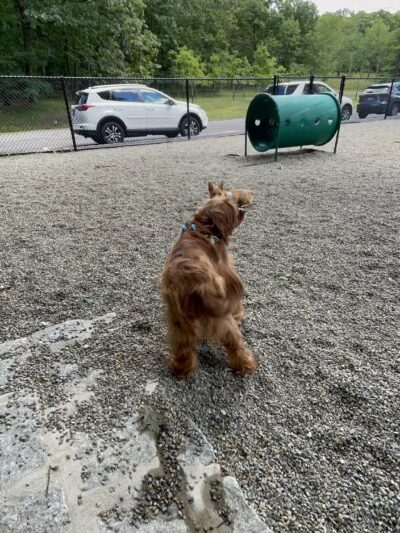 Dog Park at Rifle Camp Park - Woodland Park, NJ