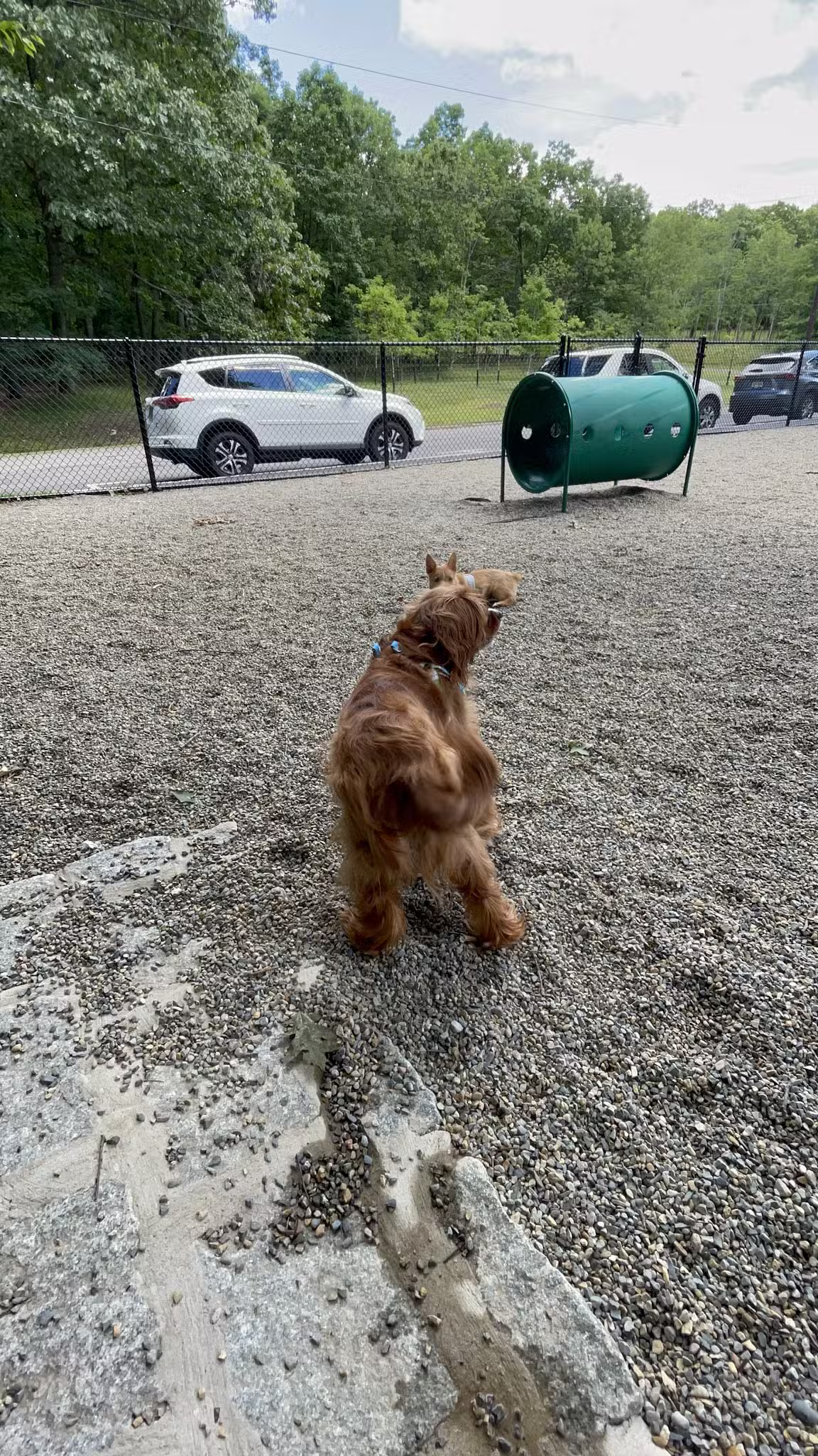 Dog Park at Rifle Camp Park - Woodland Park, NJ