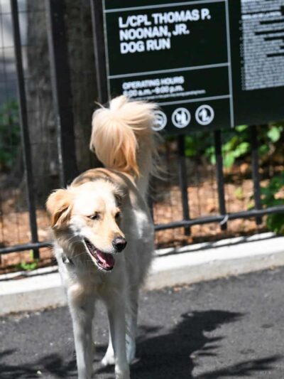 Noonan Park Dog Run - Woodside, NY