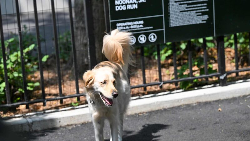 Noonan Park Dog Run - Woodside, NY