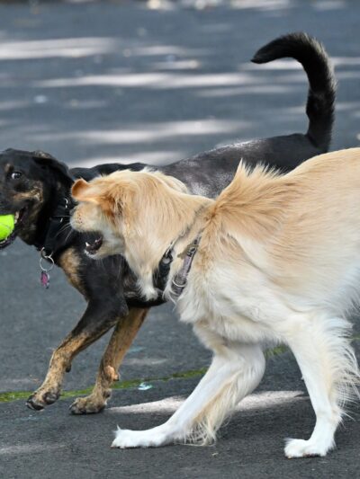 Noonan Park Dog Run - Woodside, NY