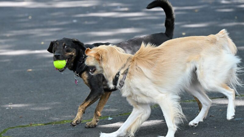 Noonan Park Dog Run - Woodside, NY