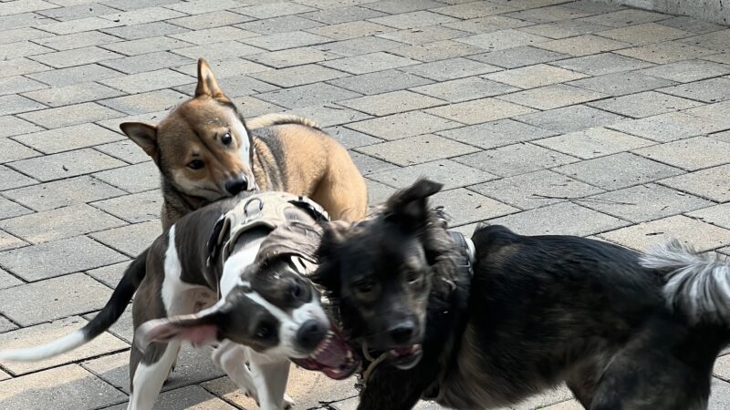 Doughboy Plaza Dog Run - Woodside, NY