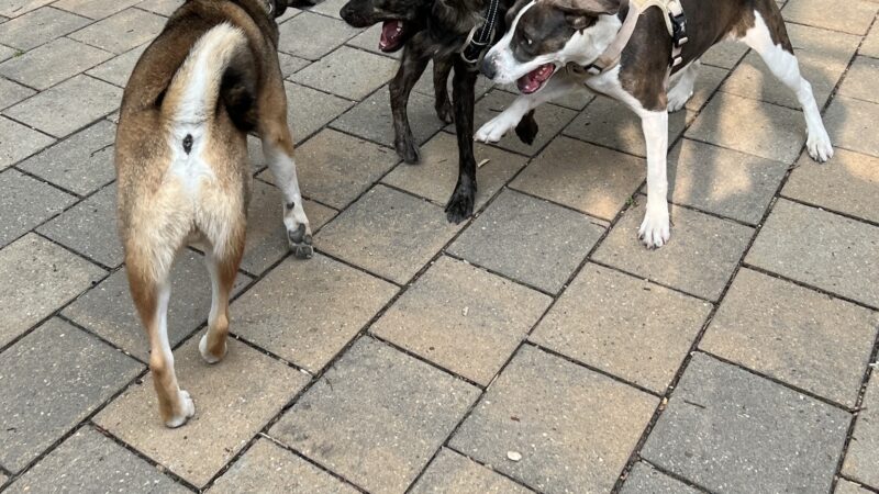 Doughboy Plaza Dog Run - Woodside, NY