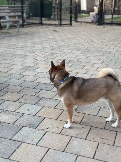 Doughboy Plaza Dog Run - Woodside, NY