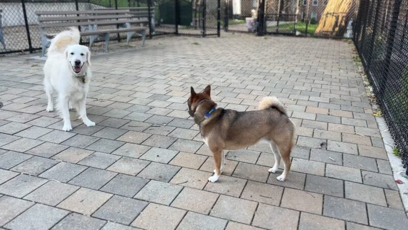 Doughboy Plaza Dog Run - Woodside, NY