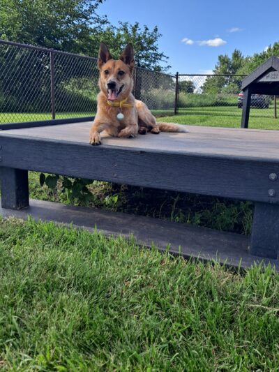 Puppy Park - Worthington, MN