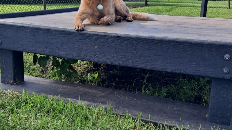 Puppy Park - Worthington, MN